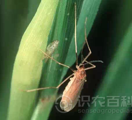 柑橘黄叶症状示例1