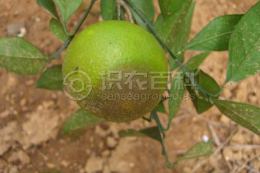 柑橘黄叶症状示例3