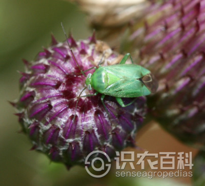 绿盲蝽