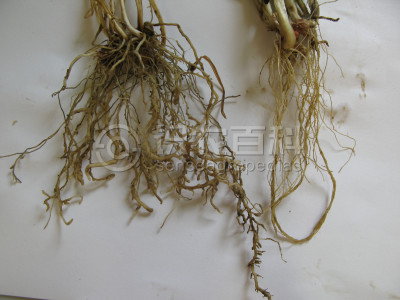 小麦孢囊线虫病