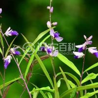 柑橘黄叶症状示例0