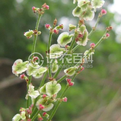 柑橘黄叶症状示例3