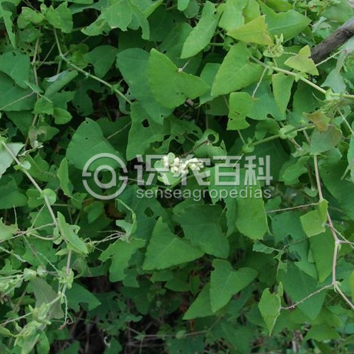 柑橘黄叶症状示例1