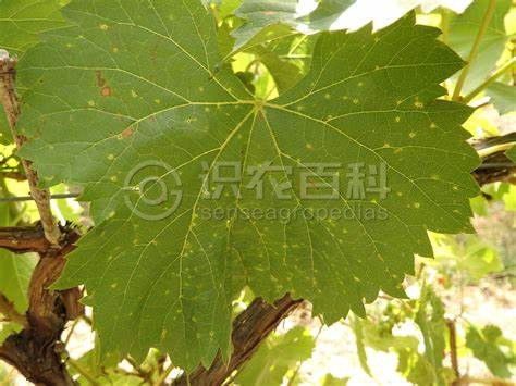柑橘黄叶症状示例2