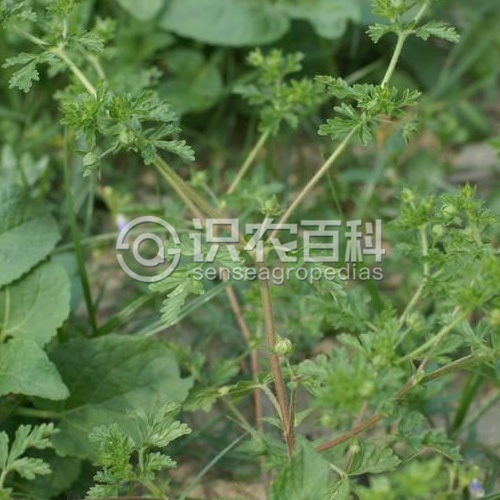 柑橘黄叶症状示例1