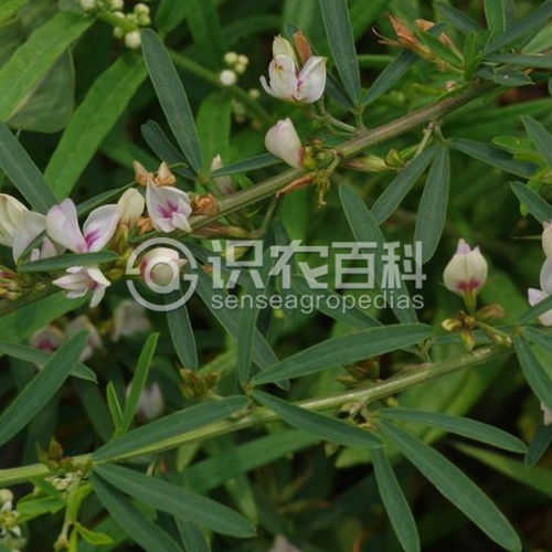 柑橘黄叶症状示例1