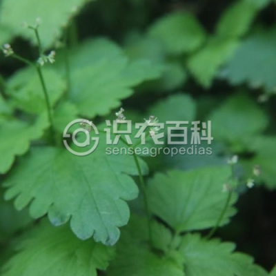 毛花点草