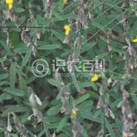 柑橘黄叶症状示例0