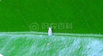 柑橘黄叶症状示例0