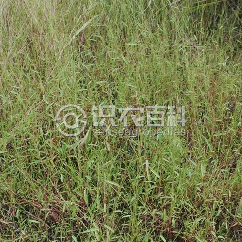 柑橘黄叶症状示例3