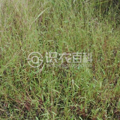 裂稃草