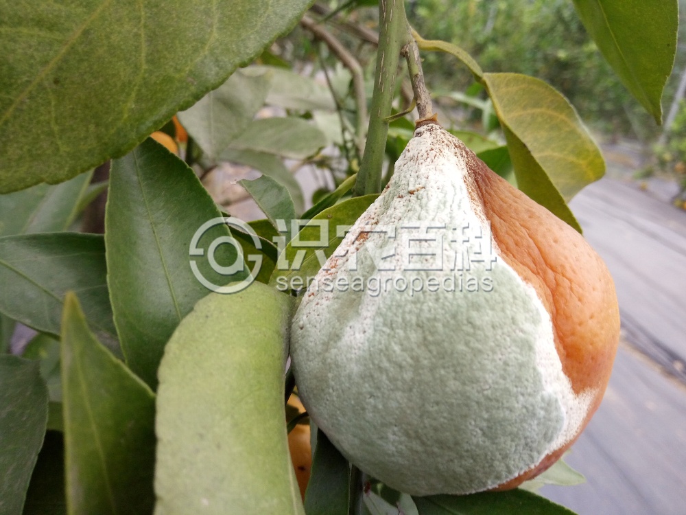柑橘黄叶症状示例1