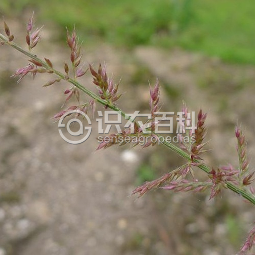 柑橘黄叶症状示例2