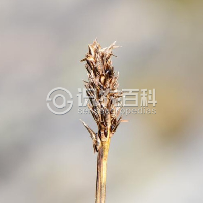 截形嵩草