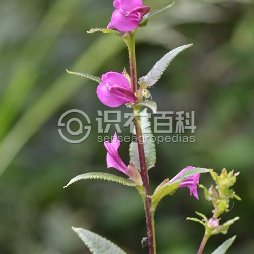柑橘黄叶症状示例2
