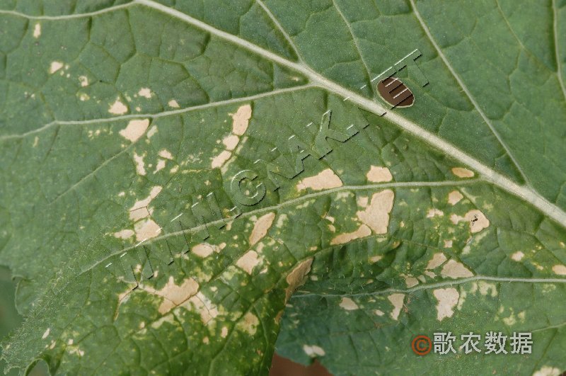 柑橘黄叶症状示例1