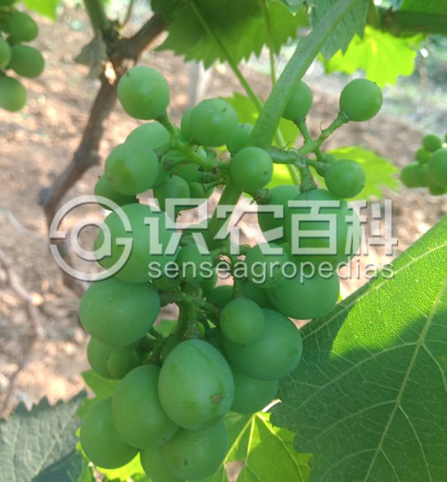 柑橘黄叶症状示例1