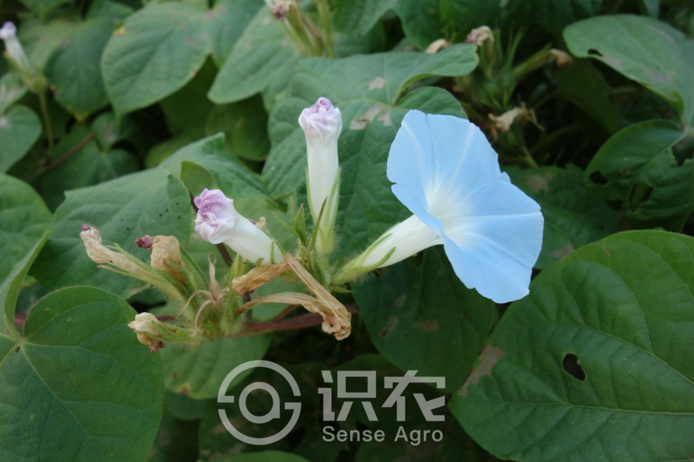 柑橘黄叶症状示例2