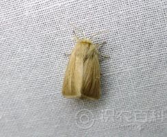 柑橘黄叶症状示例0