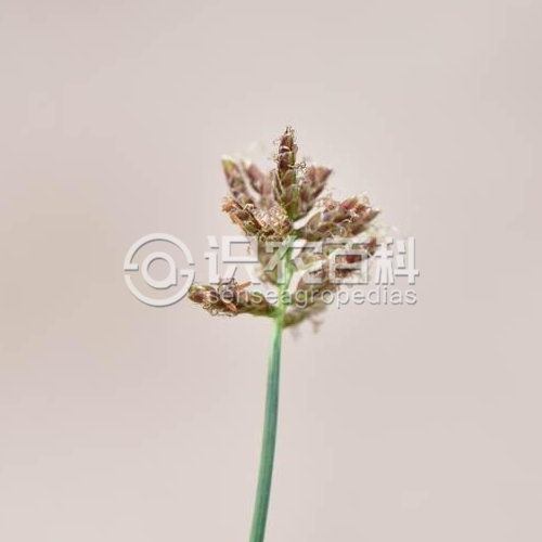 柑橘黄叶症状示例2