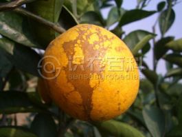 柑橘黄叶症状示例0