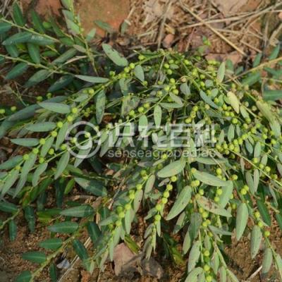 黄珠子草