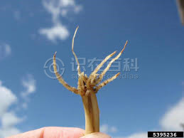 柑橘黄叶症状示例2