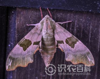 柑橘黄叶症状示例2