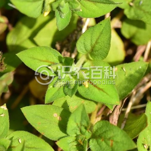 柑橘黄叶症状示例2