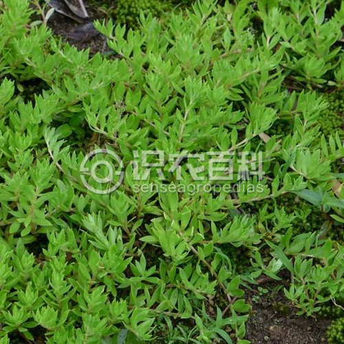 柑橘黄叶症状示例1