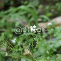 柑橘黄叶症状示例0