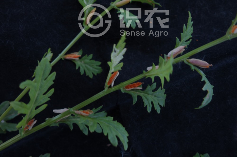 柑橘黄叶症状示例4