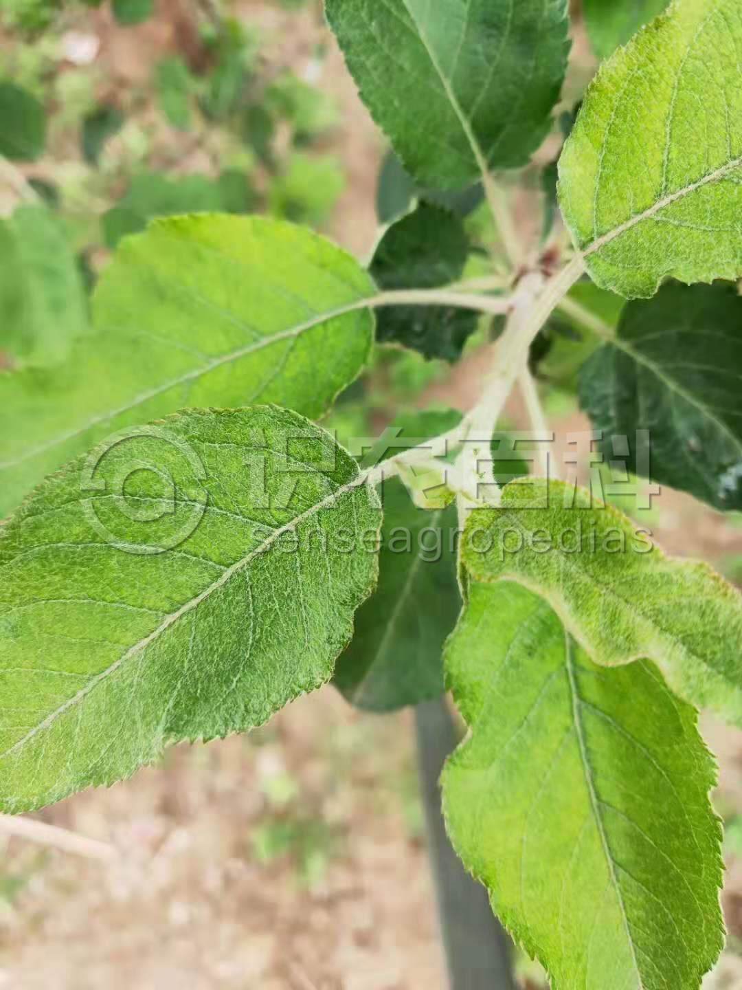 柑橘黄叶症状示例1