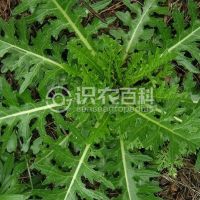 柑橘黄叶症状示例0