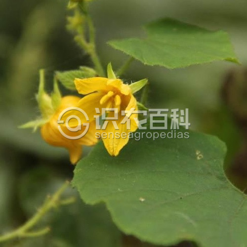 柑橘黄叶症状示例2