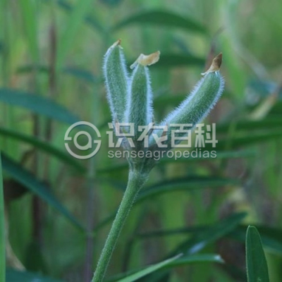 米口袋