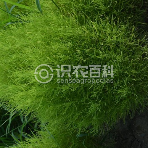 柑橘黄叶症状示例1