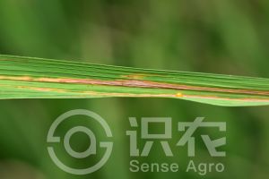 柑橘黄叶症状示例0