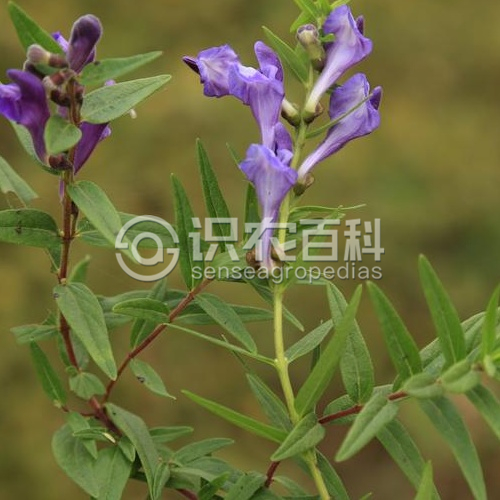 柑橘黄叶症状示例2