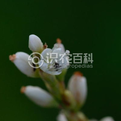 毛蓼