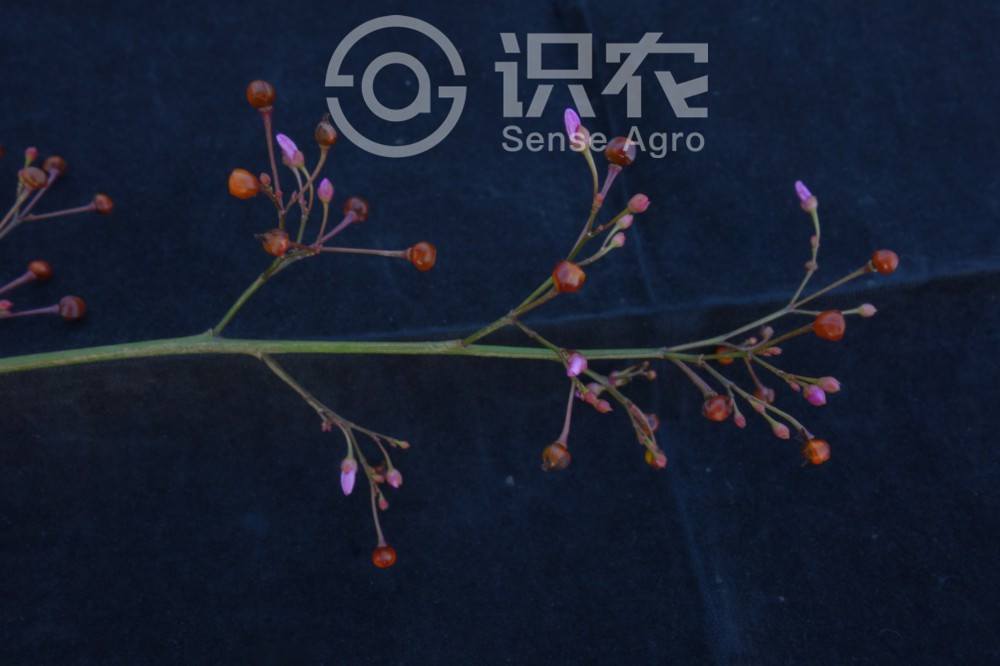 柑橘黄叶症状示例5