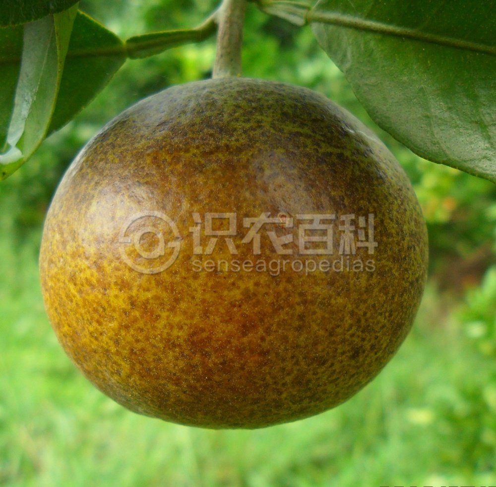 柑橘黄叶症状示例2