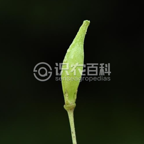 柑橘黄叶症状示例5
