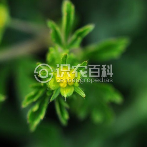 柑橘黄叶症状示例2