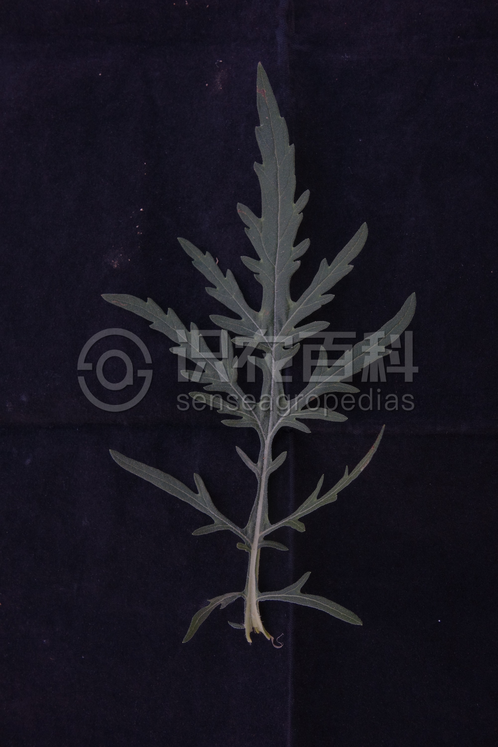 柑橘黄叶症状示例3
