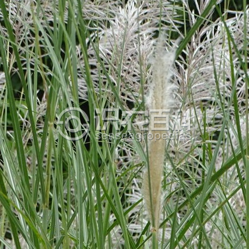 柑橘黄叶症状示例3