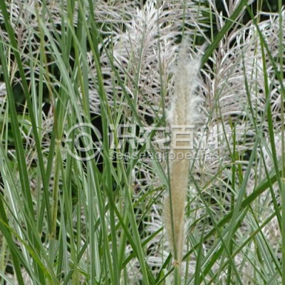 甜根子草