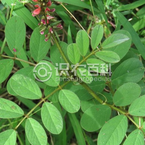 柑橘黄叶症状示例3