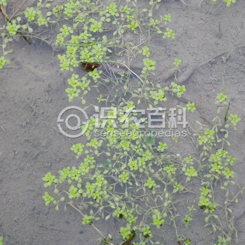 柑橘黄叶症状示例2