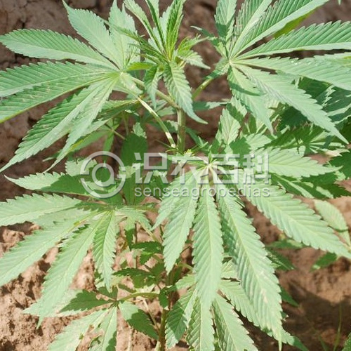 柑橘黄叶症状示例3